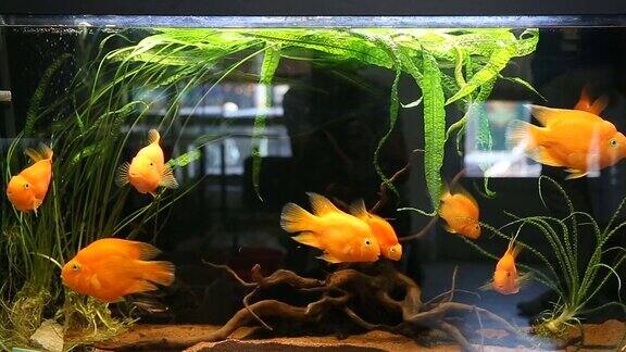 水族馆里美丽的金鱼