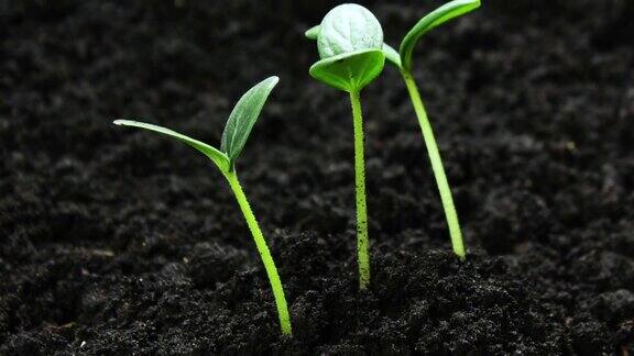 地面农业中发芽种子春夏交替、发芽、温室农业中黄瓜植株