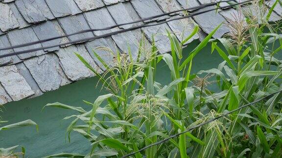 新鲜玉米的绿叶在风中摇曳植物茎新鲜的绿草花园里种植的健康新鲜草本植物农业