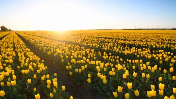 荷兰一个美丽的春天日落田野里的黄色郁金香