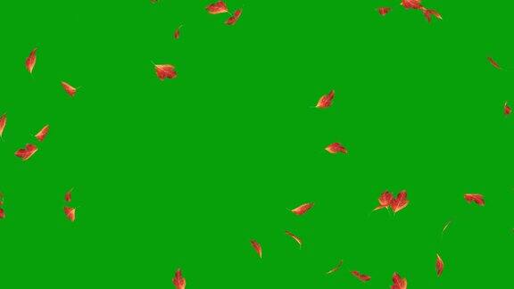 掉落的黄樟叶子运动图形与绿色屏幕背景
