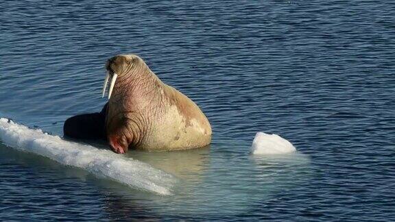 海象在冰上