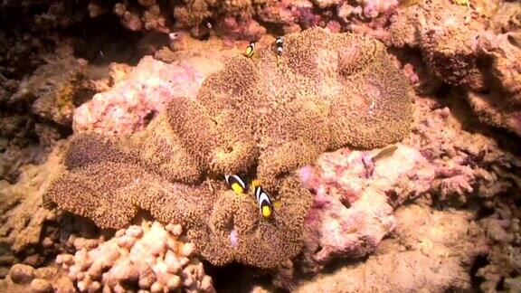 克拉克的anemonefish