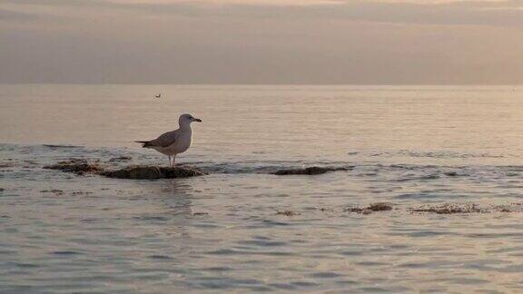 慢镜头中日落时海面上的海鸥