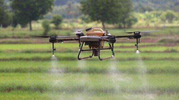无人机在稻田喷洒农药