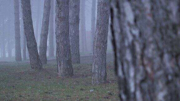 松林中有雾