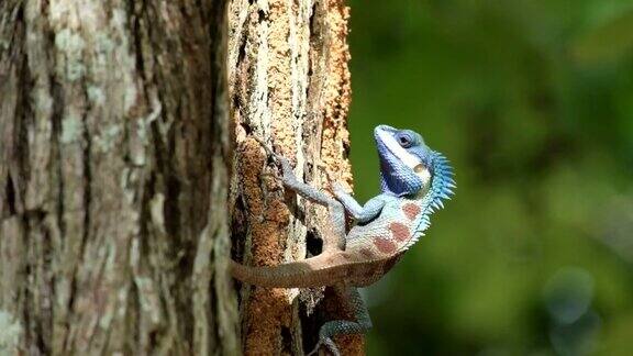 树上的蓝蜥蜴