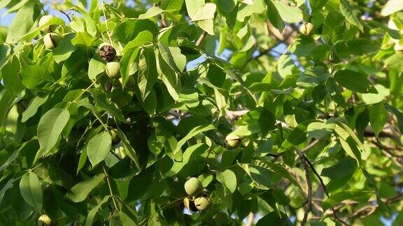 绿叶和成熟的核桃绿色果壳里的生核桃核桃的果实
