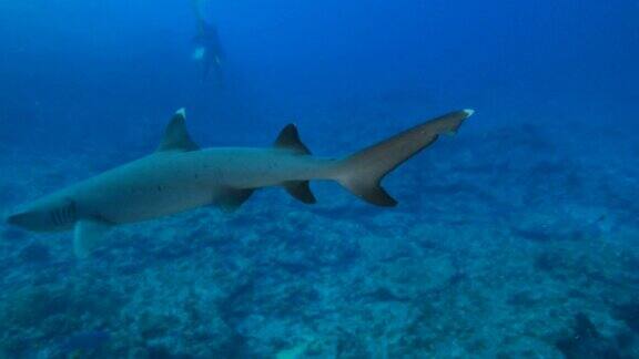白鳍鲨靠近镜头游动