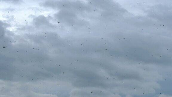 一群蜻蜓在多云的天空中飞翔