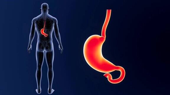 胃放大与循环系统