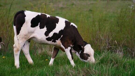 牛在牧场上吃草的牛
