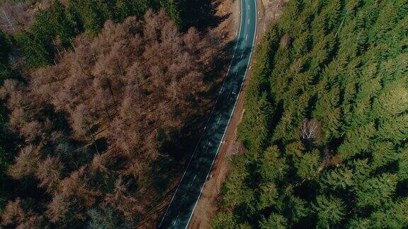 鸟瞰图在一个美丽的夏日森林道路