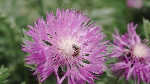 一只蜜蜂在花园里从蓝色的花朵上采集花蜜