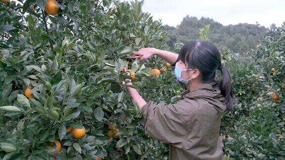 一位亚洲女工在果园里用剪刀摘橘子