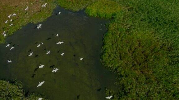 从空中飞过湖面上的鸟