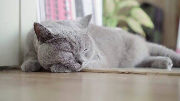 可爱的灰色猫睡在家里的地板上循环元素