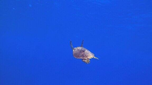 海龟海底蓝色的海