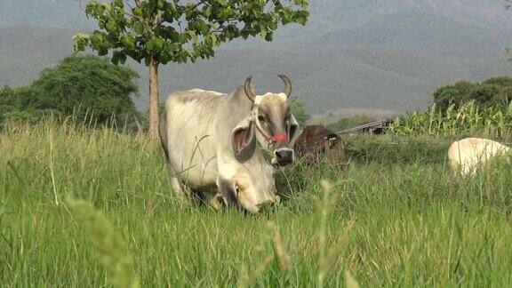 白奶牛在草地上吃草