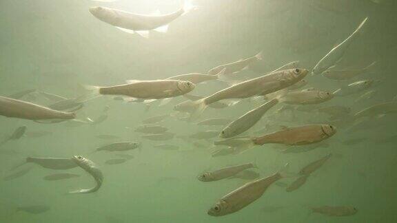 水下鱼群海洋生物以工业渔业和农业为主题