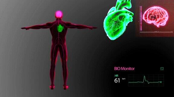 人体、心脏、大脑和神经系统监测动画