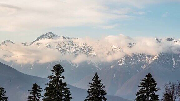 上面的冷杉树前面的高山覆盖着白雪