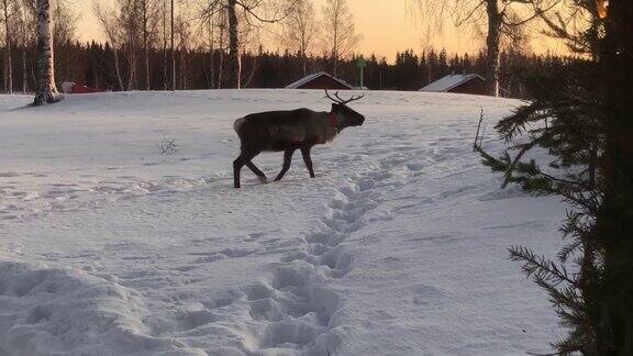 雪地里的驯鹿