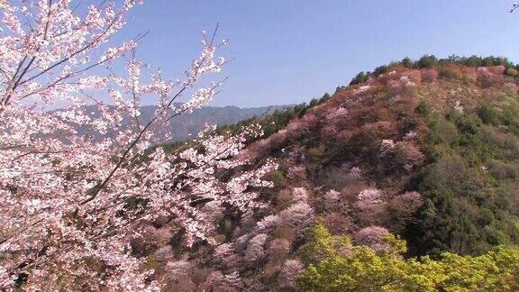 日本奈良吉野山的春天景观