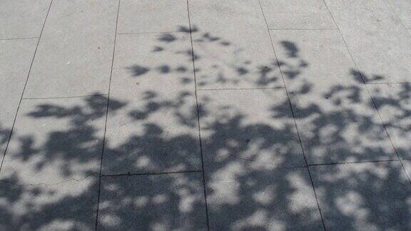 树的影子