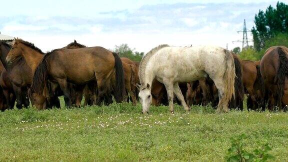 俄罗斯大草原上的一群马