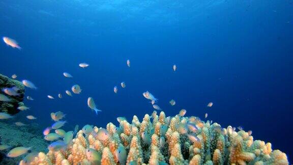 水下鱼类和硬珊瑚