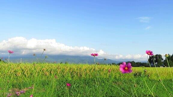 风景优美的日本花