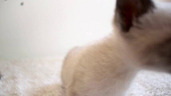 好奇、可爱、顽皮的小猫靠近镜头