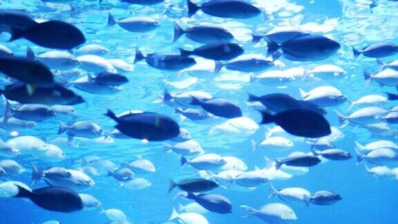 水族馆里有一群鱼