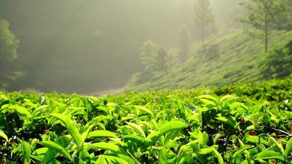 年轻的绿茶叶子在茶树上靠近