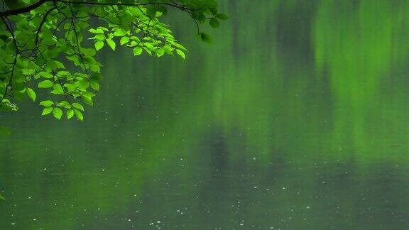 雨落在绿色的湖面上