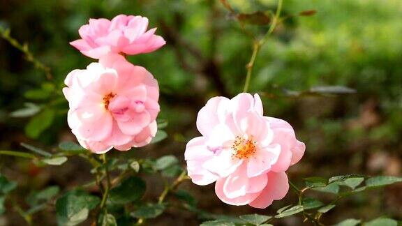 花园里有粉红色的玫瑰