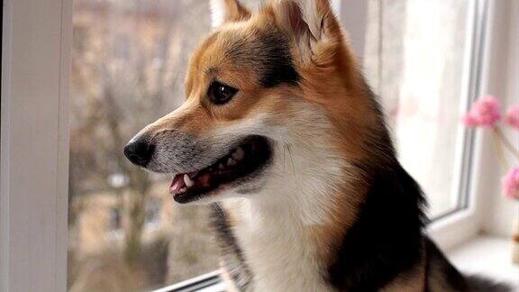 一只狗坐在他房子的窗台上看着窗外