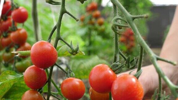 女性的手采摘新鲜的西红柿