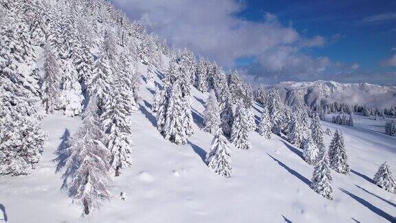 航拍:在雪上的云杉树上飞行露出雪山