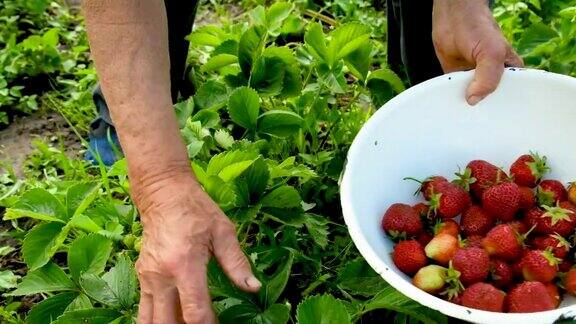 奶奶在花园里收割自制的草莓有选择性的重点