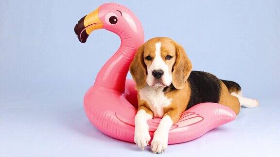 猎犬躺在充气的粉红色火烈鸟