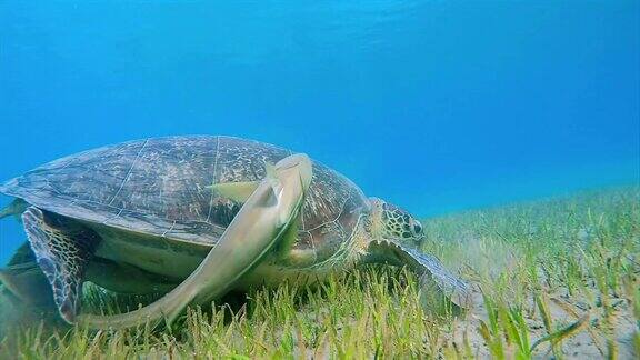在红海的海草床上吃草的绿海龟