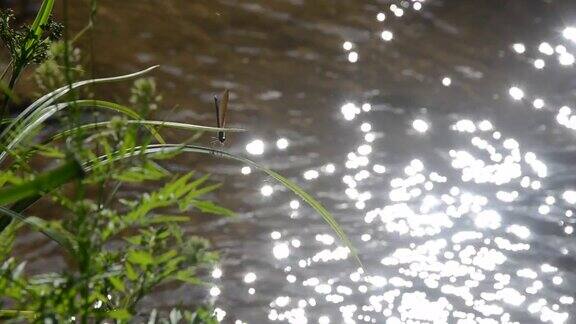 金色蜻蜓在河边飞翔