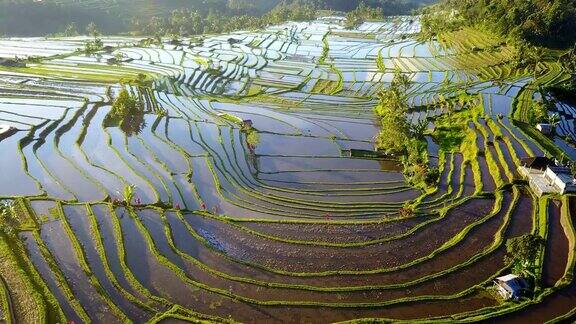 航空视频在一个惊人的景观稻田在Jatiluwih水稻梯田巴厘岛印度尼西亚