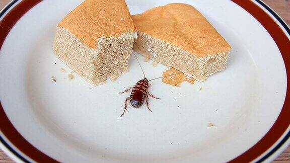 吃蟑螂面包店