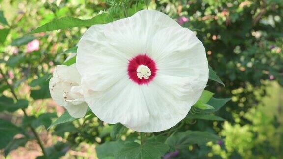 花园里盛开的白色大芙蓉花特写镜头