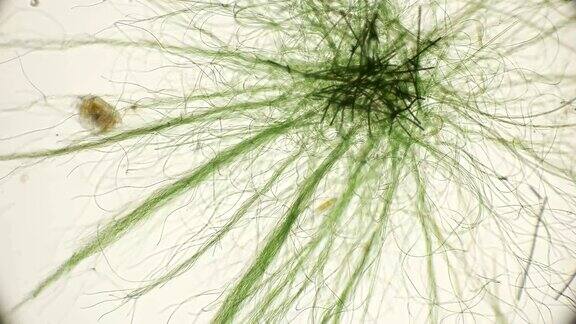 活藻类在显微镜下运动类似于身体的触须这很令人兴奋