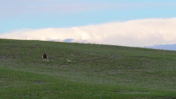 野鹰栖息在广阔的绿色草地的石头上