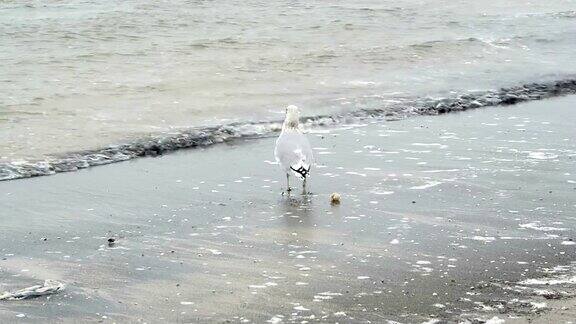 德国鲁根岛普罗拉海滩上的一种普通海鸥寻找食物